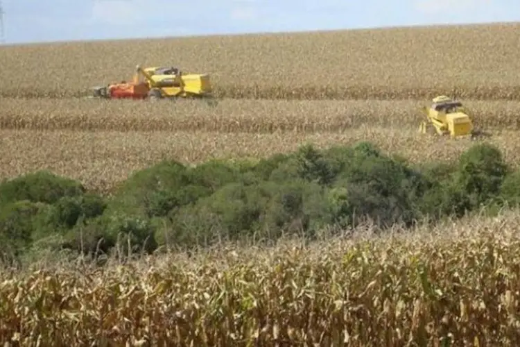 
	Fazendeiros colhem milho em Xanxer&ecirc;, no estado de Santa Catarina
 (Reuters)