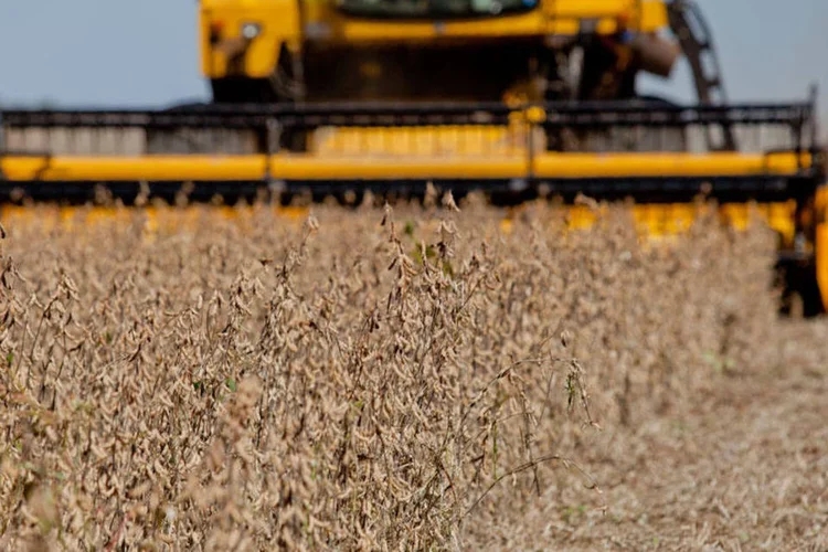 
	Colheita de soja: a soja, o maior cultivo do Brasil, ter&aacute; uma queda na produ&ccedil;&atilde;o de 0,8%
 (Camila Domingues/Palácio Piratini)