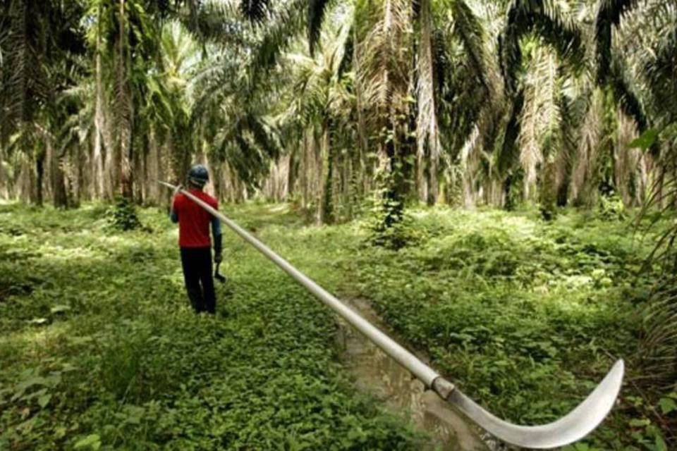 Dilma anuncia plano milionário de apoio aos pequenos agricultores