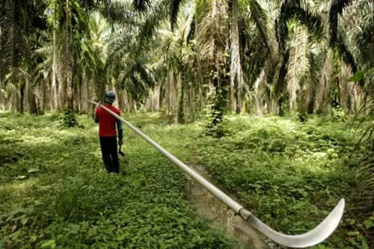 Colheita de dendê na Amazônia: senador Tião Viana defende uma "economia florestal" (Manoel Marques/VEJA)