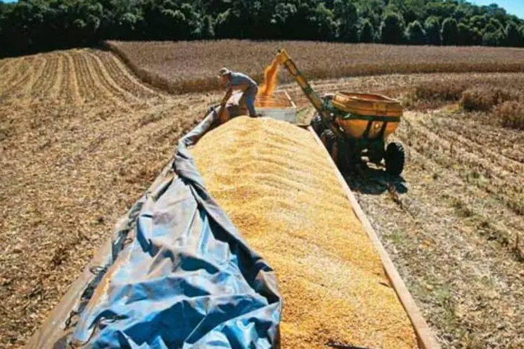
	Colheita de milho no Rio Grande do Sul: estimativa da consultoria para exporta&ccedil;&atilde;o de milho no atual ano-safra &eacute; de cerca de 19 milh&otilde;es de toneladas
 (Delfim Martins/EXAME.com)
