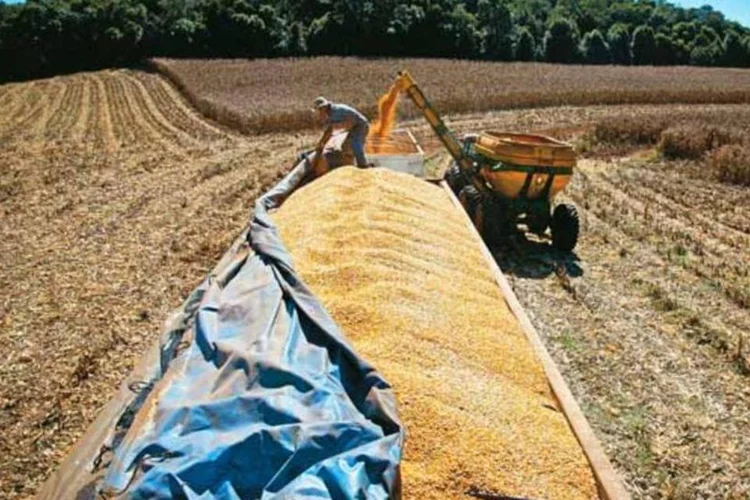 
	Colheita de milho no Rio Grande do Sul: safra de milho do Brasil atingiu um recorde acima de 70 milh&otilde;es de toneladas em 11/12
 (Delfim Martins/EXAME.com)