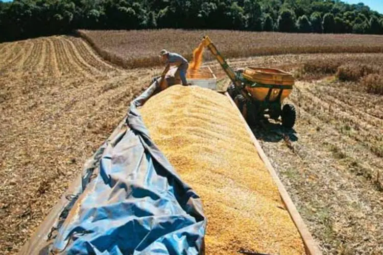 
	Colheita de milho no Rio Grande do Sul: planta&ccedil;&otilde;es foram prejudicadas pelas chuvas
 (Delfim Martins/EXAME.com)