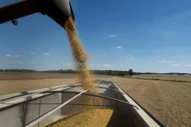 
	Colheita de soja: estoque de soja ao final da temporada deve ser de 3,21 milh&otilde;es de toneladas, ou 3,8 por cento do uso total do pa&iacute;s, considerado &quot;um n&iacute;vel ainda confort&aacute;vel&quot;
 (Ty Wright/Bloomberg)