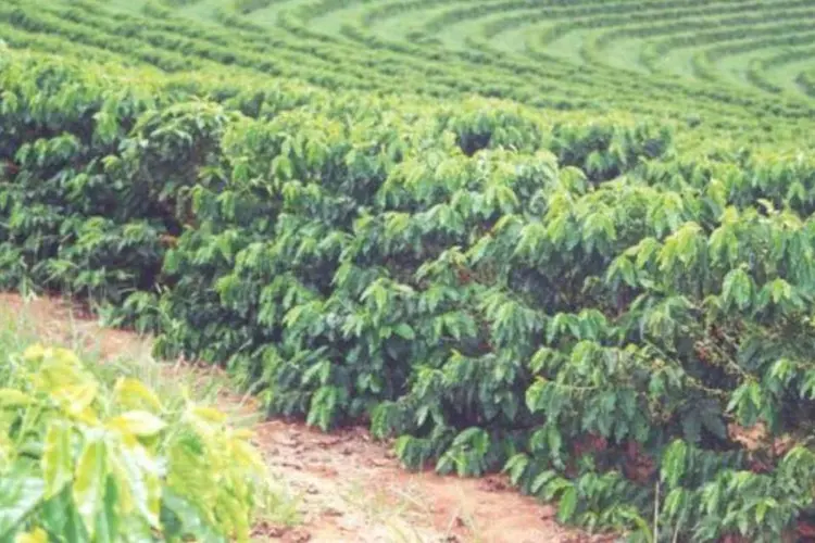Plantação de café: Apenas a plantação de café foi responsável pela criação de 25.995 postos de trabalho em maio (Divulgação)