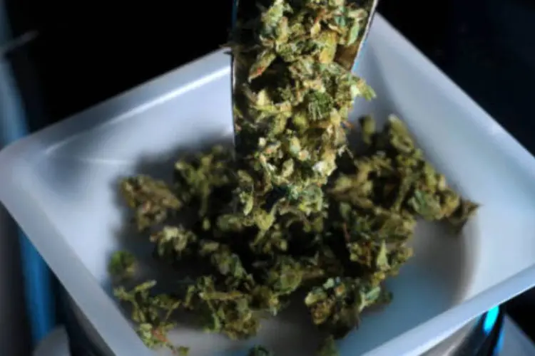 
	Cannabis: a subst&acirc;ncia tem grande potencial terap&ecirc;utico, segundo especialistas, como anticonvulsivo e analg&eacute;sico
 (Joe Amon/The Denver Post via Getty Images)
