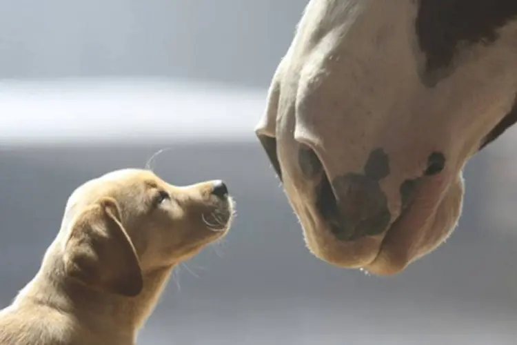 
	Filme da Budweiser: Puppy Love, fof&iacute;ssimo comercial criado pela Anomaly e estrelado por um c&atilde;ozinho e os cavalos Clydesdale, ficou em primeiro lugar no top 10
 (Reprodução/YouTube/Budweiser)
