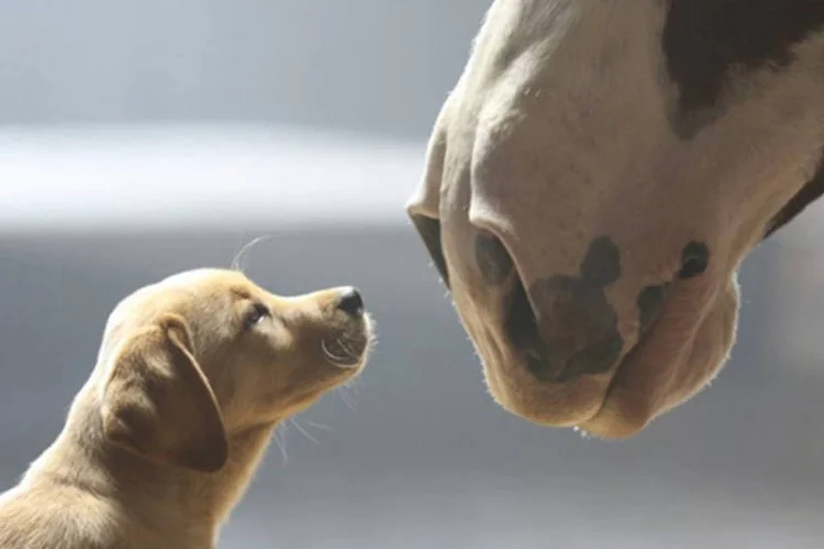 
	Filme da Budweiser: Puppy Love, fof&iacute;ssimo comercial criado pela Anomaly e estrelado por um c&atilde;ozinho e os cavalos Clydesdale, ficou em primeiro lugar no top 10
 (Reprodução/YouTube/Budweiser)