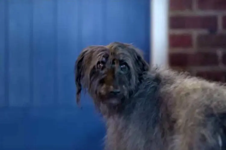 Comercial da ONG Blue Cross: cão abandonado tenta achar nova família (Reprodução)