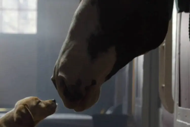Comercial da Budweiser para o Super Bowl 2014: a agência Anomaly preparou continuação de comercial de 2013, Puppy Love, com fofíssimo acréscimo ao elenco original (Reprodução/YouTube/budweiser)