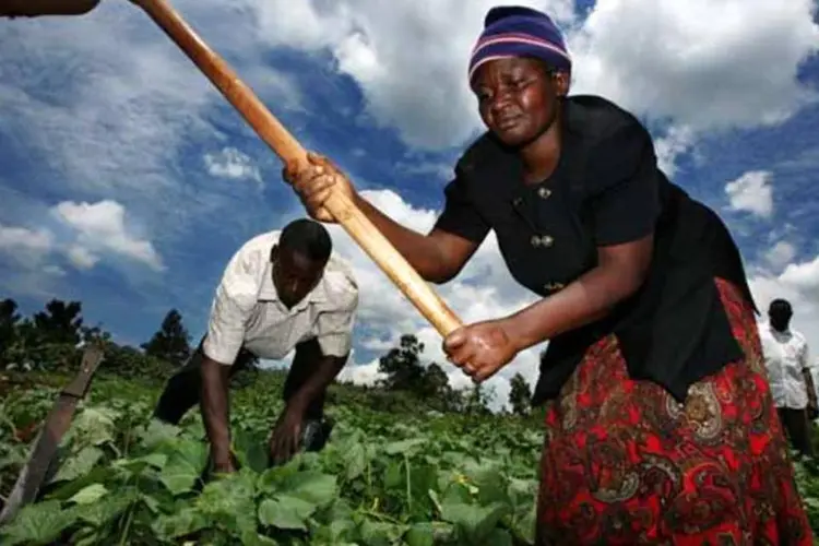 
	Agricultura familiar: Inglaterra vai investir R$ 80 milh&otilde;es no projeto
 (Getty Images)