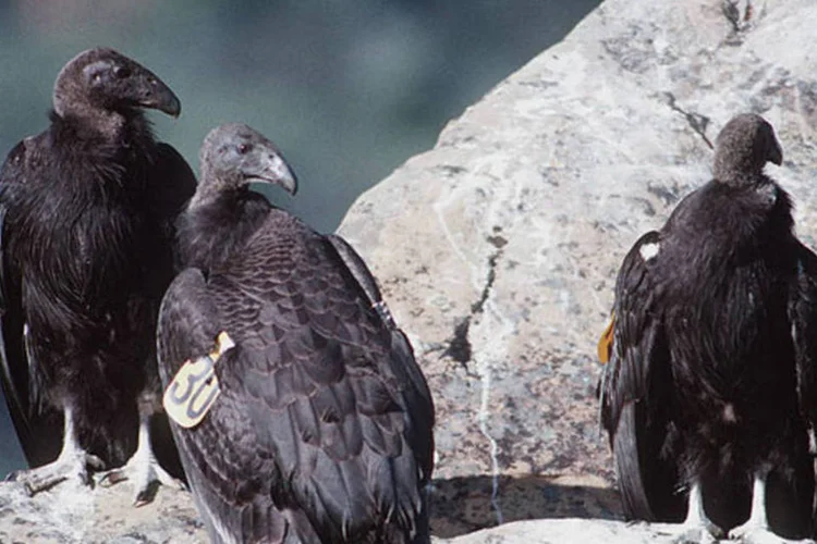 O condor-californiano, que já foi considerado extinto na natureza durante uma década, encontra-se na lista vermelha de animais ameaçados (Wikimedia Commons)