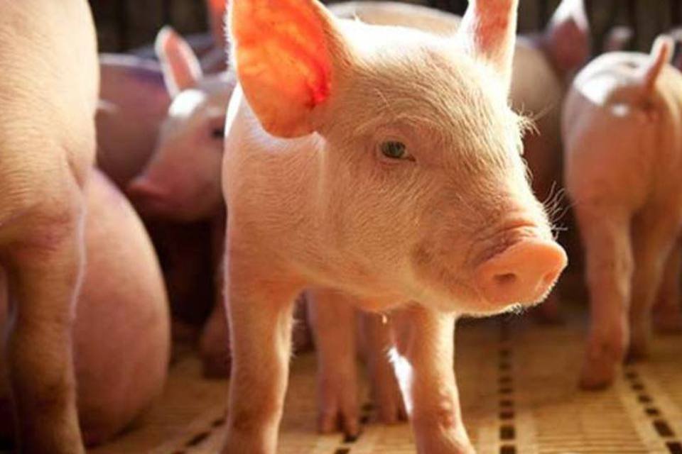 Pele artificial para humanos é criada com derme de porco