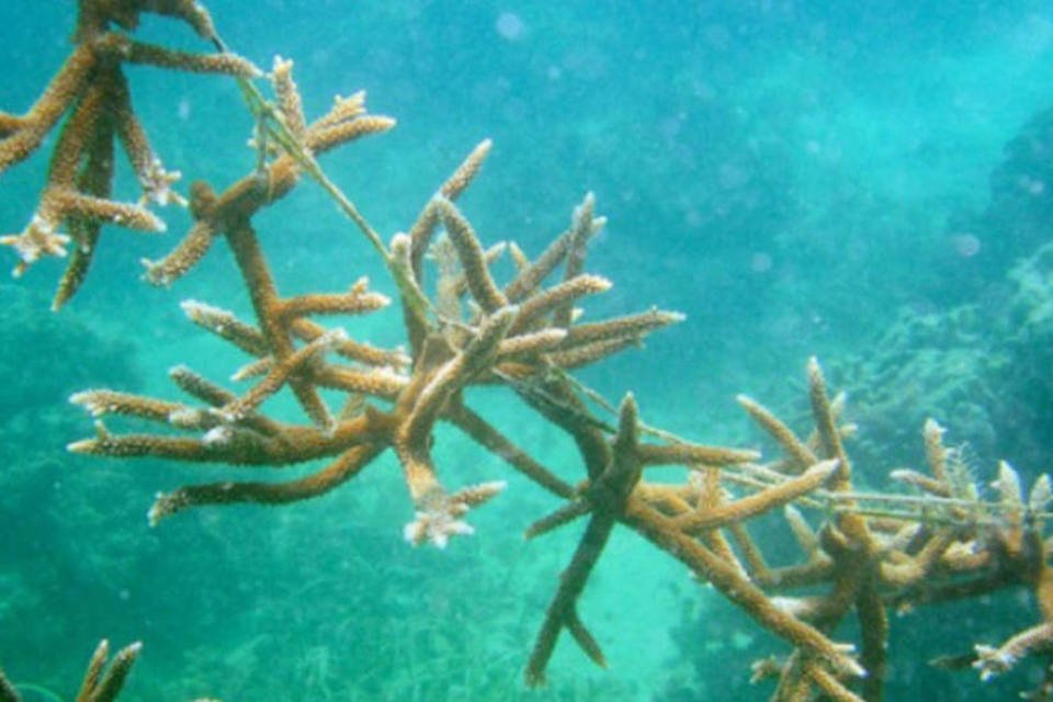 Geoengenharia climática pode salvar os recifes de coral