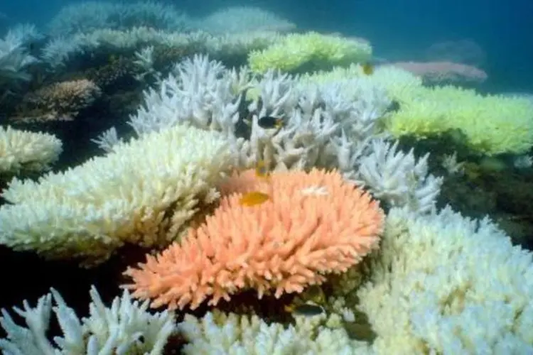 Corais da Grande Barreira da Austrália: recifes tem perdido suas cores por conta do aquecimento global (Ray Berkelmans/AFP)