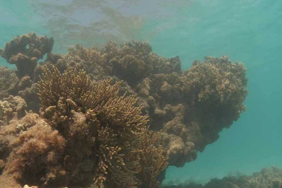 Área de Proteção Ambiental da Costa dos Corais (ICMBio/Divulgação)