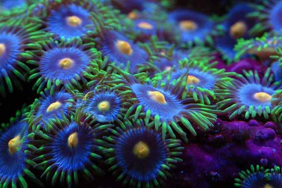 Novo microscópio mostra vida marinha como nunca vista antes