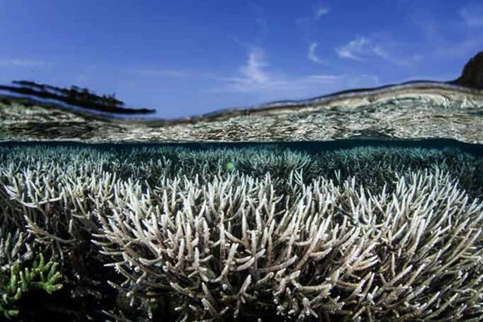 Cientistas já falam em reprogramação genética para salvar corais