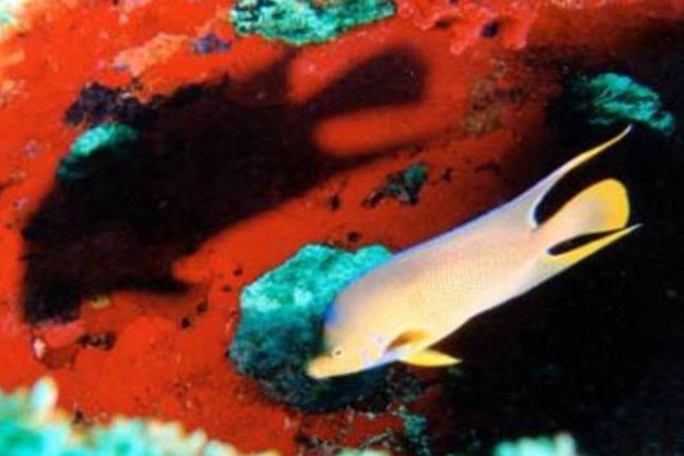 Aquecimento da água causa doenças em corais