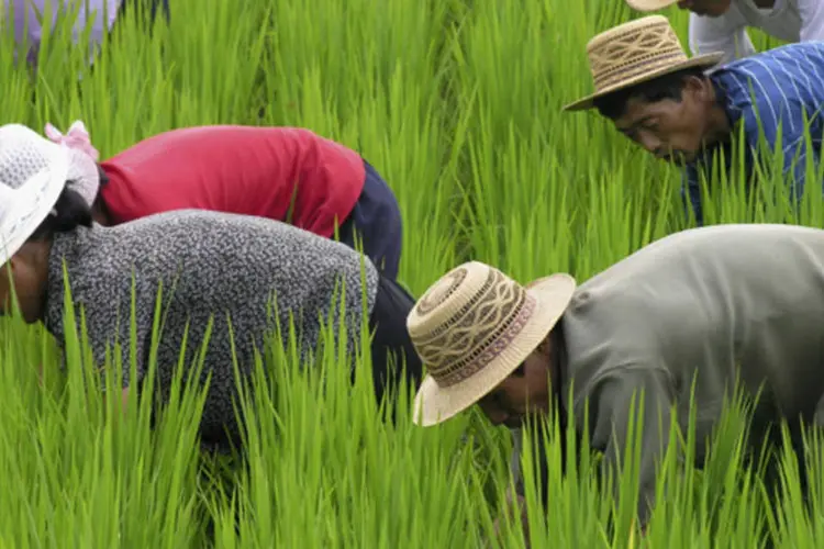 
	Trabalhadores norte-coreanos em uma planta&ccedil;&atilde;o de arroz: segundo especialistas que trabalham na Coreia do Sul, surtos de fome espor&aacute;dicos s&atilde;o comuns na Coreia do Norte
 (Gerald Bourke/WFP via Getty Images)