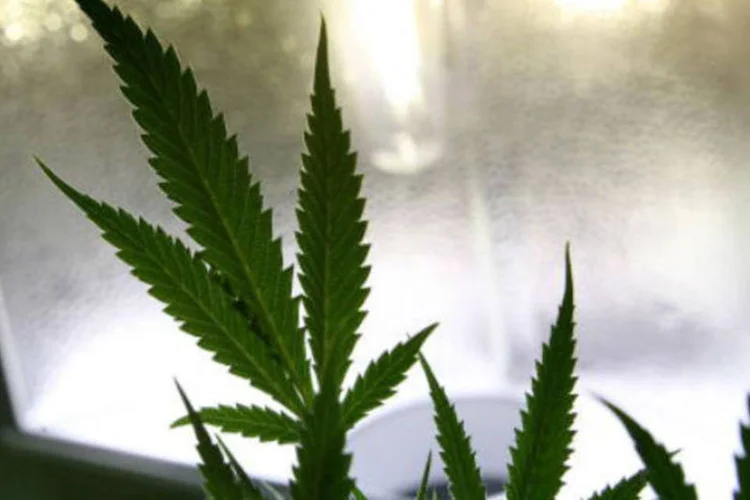 
	P&eacute;s de maconha: balas seriam feitas &agrave; base de maconha
 (Justin Sullivan/Getty Images)