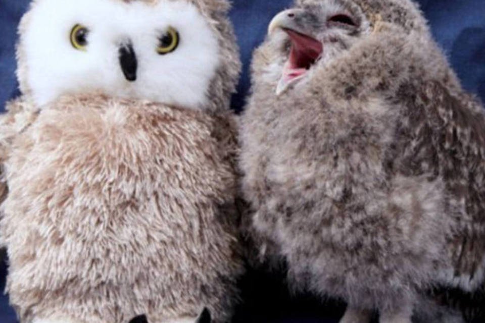 Coruja-bebê "afasta solidão" com bichinhos de pelúcia