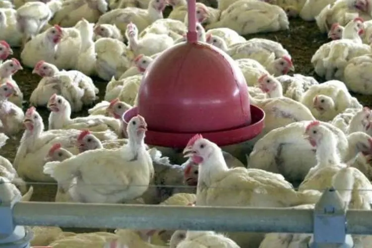 Abate de frangos em 2014 cresceu 1,9% em relação a 2013 com 5,4 bilhões de unidades (Arquivo/Agência Brasil)