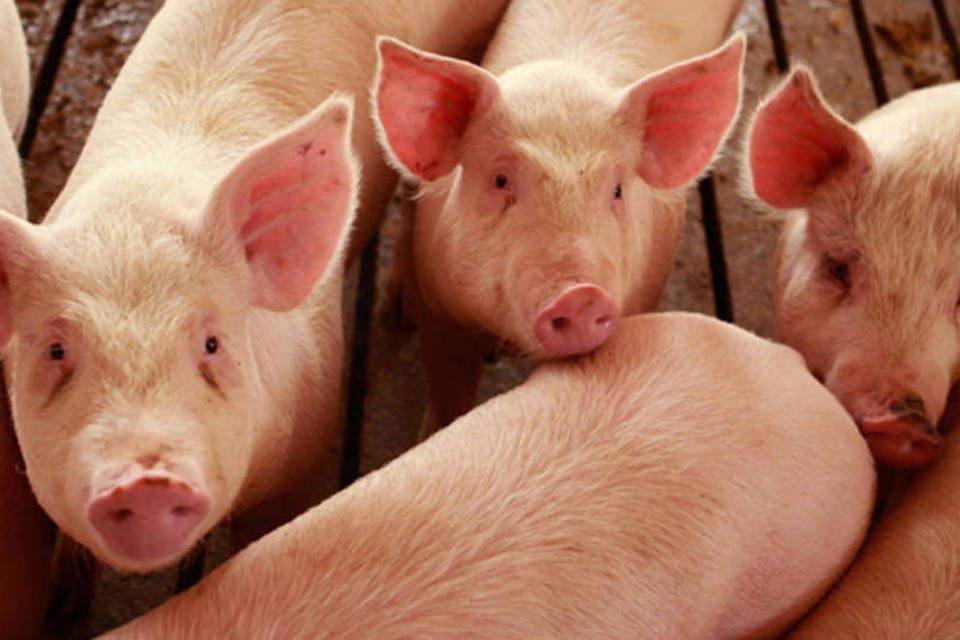
	Cria&ccedil;&atilde;o de porcos: BRF comprou granja e plantel da Globosu&iacute;nos Agropecu&aacute;ria no Paran&aacute;.
 (Scott Olson/Getty Images)