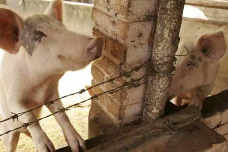 
	Cria&ccedil;&atilde;o de porcos: Brasil exportou 43.854 toneladas em maio, contra 53.404 toneladas em maio de 2012
 (Fernando Moraes/VEJA SP)