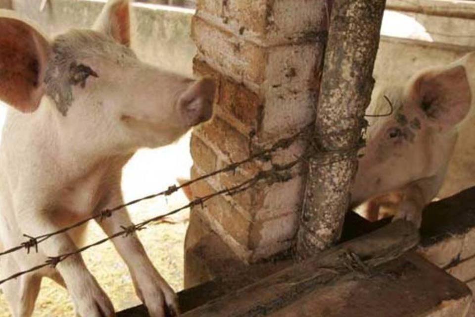 Frigoríficos brasileiros são habilitados na China