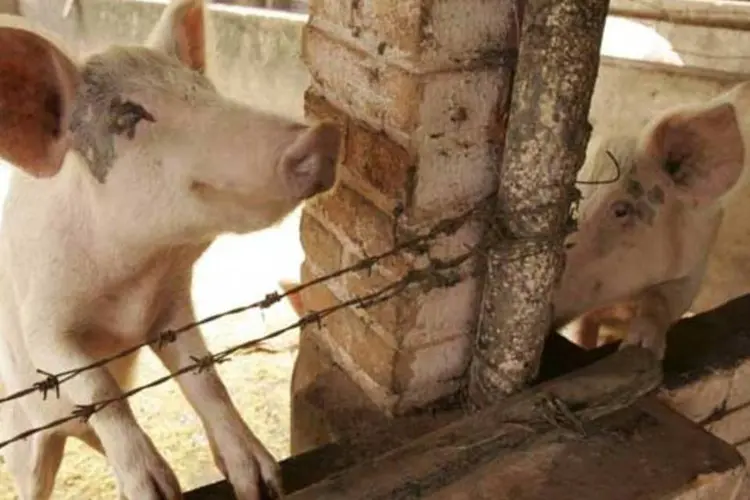 A Argentina é um importante produtor de carne bovina, mas seu rebanho de porcos é comparativamente menor.
 (Fernando Moraes/VEJA SP)