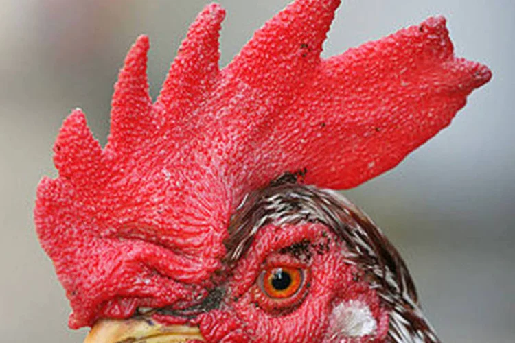 
	Crista de galo: combates de animais s&atilde;o eventos de apostas usados em algumas ocasi&otilde;es pelas m&aacute;fias para tratar de neg&oacute;cios, segundo entidade
 (Wikimedia Commons)