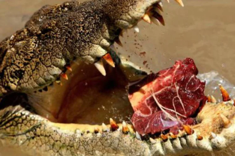 Crocodilo marinho é alimentado no norte da Austrália: governo concluiu que este tipo de caça promoveria uma conduta cruel e desumana (Greg Wood/AFP)