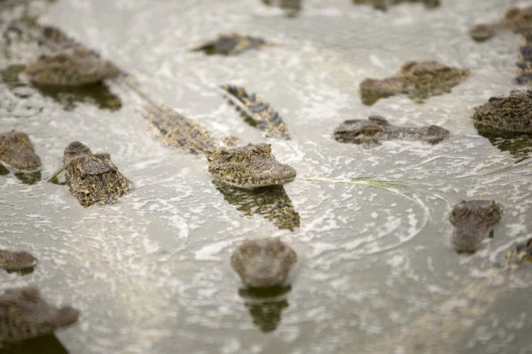 
	Os filhotes, presenteados por um zool&oacute;gico sueco em abril, foram entregues ao Parque Nacional Ci&eacute;naga de Zapata na quinta-feira
 (REUTERS/Alexandre Meneghini)