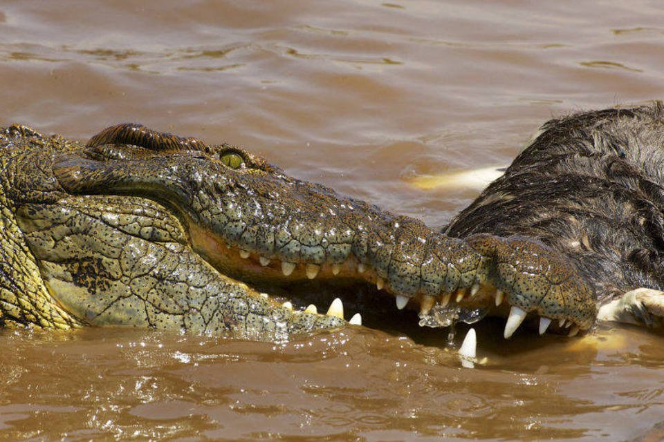Crocodilos podem dormir com um olho aberto se houver perigo