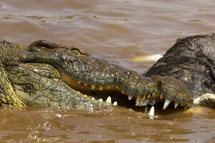 
	Crocodilo-do-Nilo se alimenta: no leil&atilde;o, foram vendidos 8.300 dos 8.600 crocodilos-do-Nilo oferecidos
 (Arturo de Frias Marques/Wikimedia Commons)