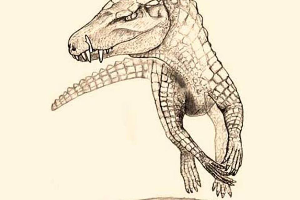 O Pissarrachampsa sera tinha 3 metros de comprimento, vivia em terra firme e, acredita-se, comia dinossauros (Hans C.E. Larsson / Universidade McGill)