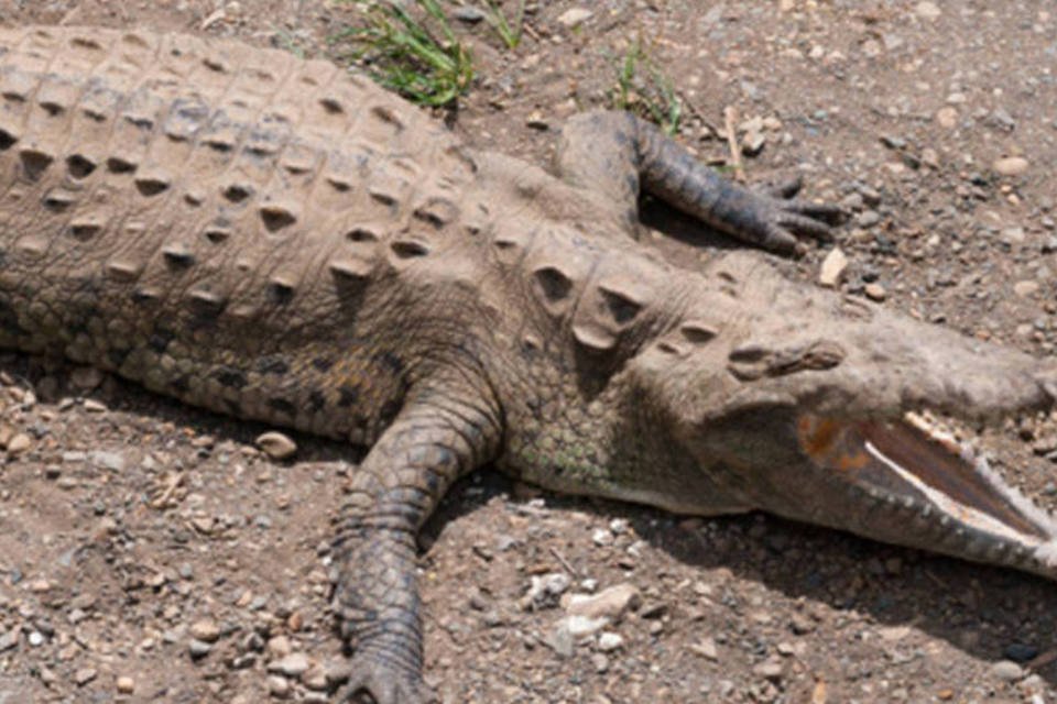 Encontrado crocodilo fóssil com restos de outro no abdômen