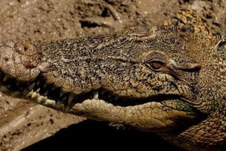
	Crocodilo: as autoridades acreditam que os crocodilos foram roubados de seu ninho&nbsp;
 (Greg Wood/AFP)