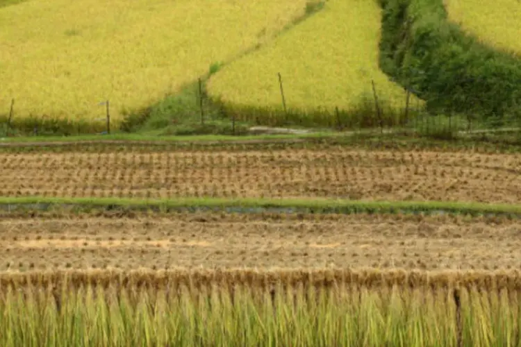 
	Cultivo de arroz: o arroz, o milho e a soja&nbsp;s&atilde;o os tr&ecirc;s principais produtos
 (Getty Images)