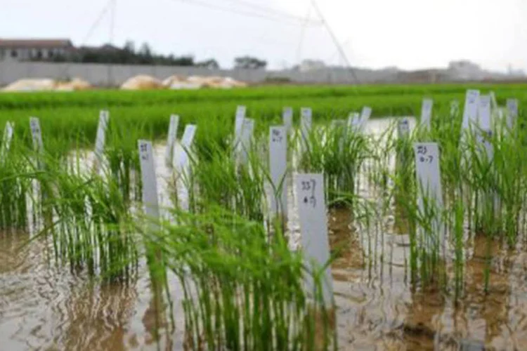 Plantação de arroz (©AFP / Str)