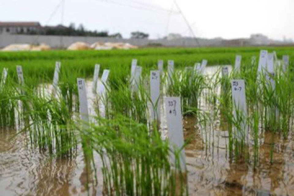 Novos tipos de arroz se desenvolvem em água salgada