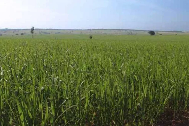 
	Cultura de cana-de-a&ccedil;&uacute;car: ainda assim, as matrizes energ&eacute;ticas renov&aacute;veis n&atilde;o devem substituir completamente as n&atilde;o renov&aacute;veis t&atilde;o cedo
 (Wikimedia Commons)