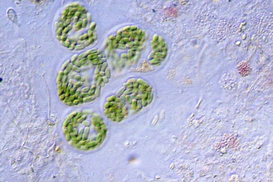 Método detecta toxinas produzidas na água por bactérias