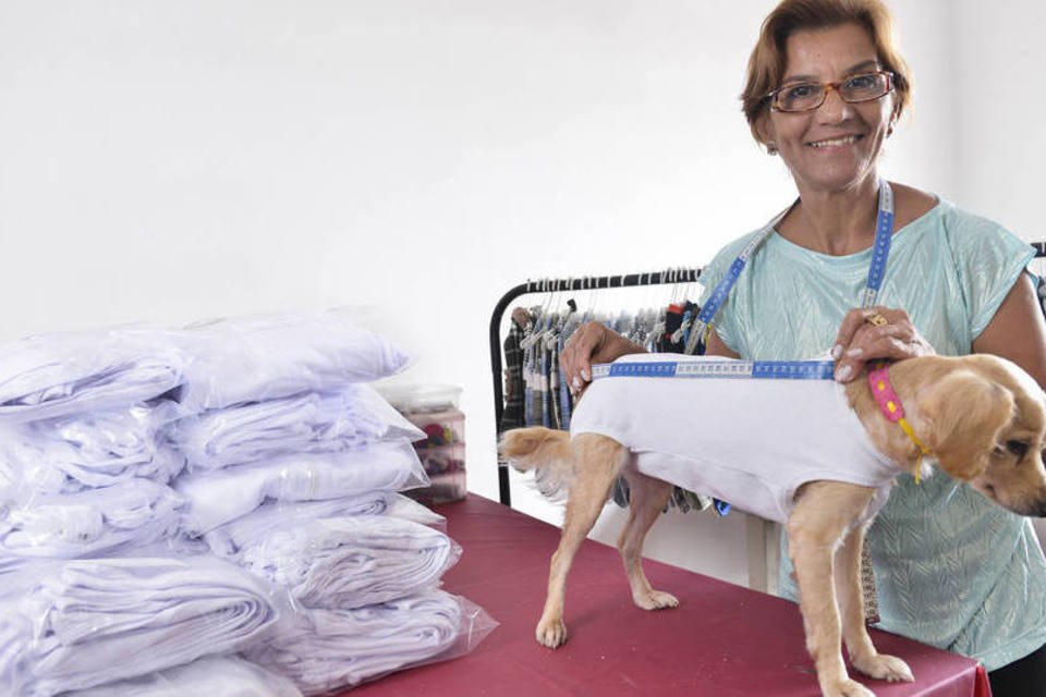 Roupas pós-cirúrgicas para pets alavancam negócio
