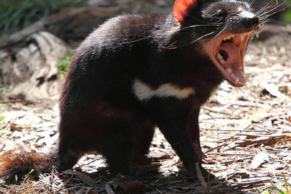 Pesquisas avançam para salvar demônio da Tasmânia de extinção