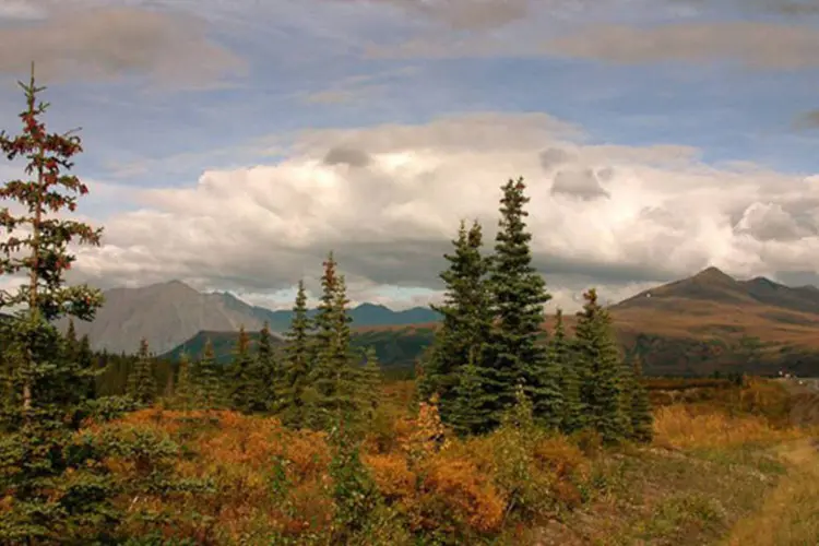 
	Denali National Park and Preserve: ataque foi o primeiro registrado na reserva do Alasca
 (Wikimedia Commons)