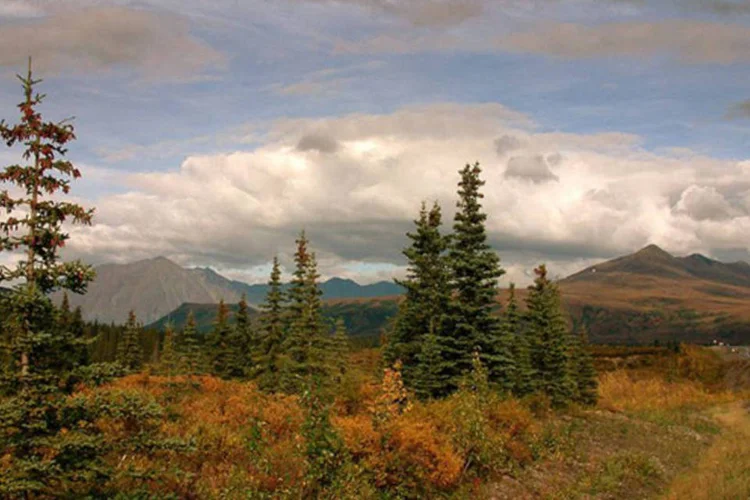 
	Denali National Park and Preserve: ataque foi o primeiro registrado na reserva do Alasca
 (Wikimedia Commons)