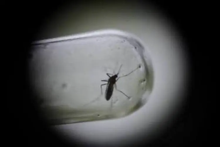 
	Detalhe de uma pipeta com &quot;Aedes aegypti&quot;: no encontro, as autoridades tamb&eacute;m devem abordar os surtos de dengue e chikungunya
 (AFP)