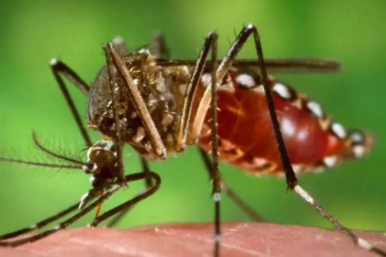 
	Mosquito da dengue: quase empatada com o mesmo n&uacute;mero de hospitaliza&ccedil;&otilde;es est&aacute; a faixa et&aacute;ria de jovens adultos
 (James Gathany/Wikimedia Commons)
